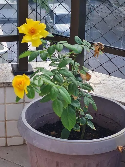 Apartman Praia Do Forte Em Cabo Frio Com Aconchego E Charme